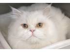 Adopt Amir a Persian