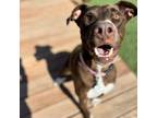 Adopt Hershey a Labrador Retriever