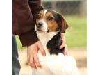 Adopt Forrest a Beagle, Treeing Walker Coonhound