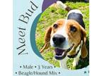 Adopt Bud a Beagle, Hound