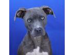 Adopt Grape- 030401S a Pit Bull Terrier