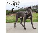 Adopt Spooky a Mixed Breed
