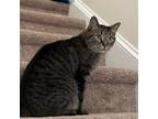 Adopt Wilbur Milo a Tabby