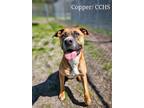 Adopt Copper a Boxer, Pit Bull Terrier