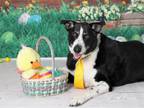 Adopt BRADY a Border Collie, Mixed Breed