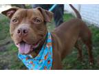 Adopt Rigby a Pit Bull Terrier