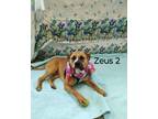 Adopt Zeus 2 a Terrier