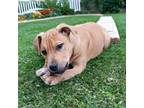 Adopt Wyatt a Black Mouth Cur