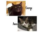 Adopt George & Amos - BONDED a Domestic Short Hair