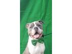 Adopt Goose a American Staffordshire Terrier