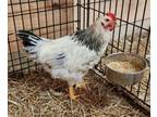 Adopt Sebastian a Chicken