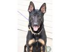 Adopt Zeke a German Shepherd Dog