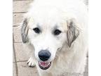 Adopt Curly in PA - Does Agility Training! a Great Pyrenees