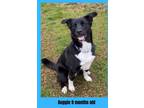 Adopt Auggie a Mixed Breed