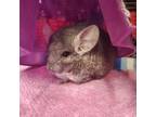 Adopt Dustin a Chinchilla