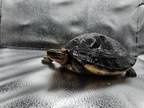 Adopt Tamaki a Turtle