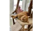 Adopt OJ a Tabby, Domestic Short Hair