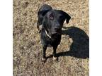 Adopt Lando a Labrador Retriever, German Shepherd Dog