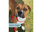 Adopt Gator a Hound, Pit Bull Terrier