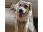 Adopt Dylan a Australian Shepherd, Brittany Spaniel