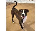 Adopt Cash a Pit Bull Terrier