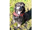 Adopt Yogi a Standard Poodle, Bernese Mountain Dog