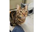 Adopt Grizzly Bear a Domestic Short Hair