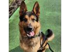 Adopt Finn a German Shepherd Dog, Hound