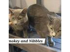 Adopt Smoky and Nibbles a Russian Blue