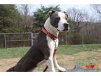 Adopt OZZIE a Pit Bull Terrier, Mixed Breed