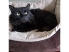 Adopt MIDNIGHT a Maine Coon, Domestic Long Hair