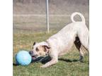 Adopt GONZO a Boxer