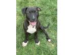 Adopt Biff a Pit Bull Terrier, Mixed Breed
