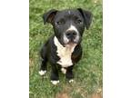 Adopt Boyd a Pit Bull Terrier, Mixed Breed