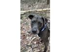 Adopt HERCULES a Labrador Retriever