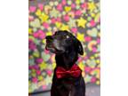 Adopt Panda a Black Labrador Retriever