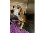 Adopt Clark Foster a Beagle, Mixed Breed