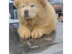 Chow Chow Puppy for sale in Merritt, MI, USA