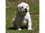 Labrador Retriever Puppy for sale in Bowersville, GA, USA