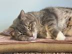Adopt Boots a Tabby