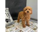 Cavapoo Puppy for sale in New Haven, IN, USA