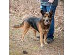 Adopt BUDDY-28590 a German Shepherd Dog