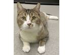 Adopt Leo a Domestic Short Hair