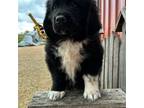 Newfoundland Puppy for sale in Cedar Falls, IA, USA