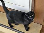 Adopt Blackie a Domestic Short Hair