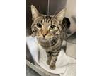 Adopt Lester a Domestic Short Hair