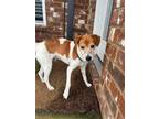 Adopt Finnegan~ a Jack Russell Terrier