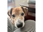 Adopt Finnegan~ a Jack Russell Terrier