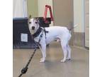Adopt Jack Sparrow a Jack Russell Terrier