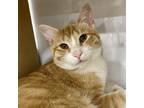 Adopt Tigger a Tabby, Domestic Short Hair